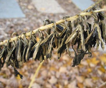 Collecting Hosta Seeds