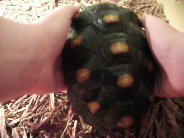 Handling Your Tortoise: Tips and Technique