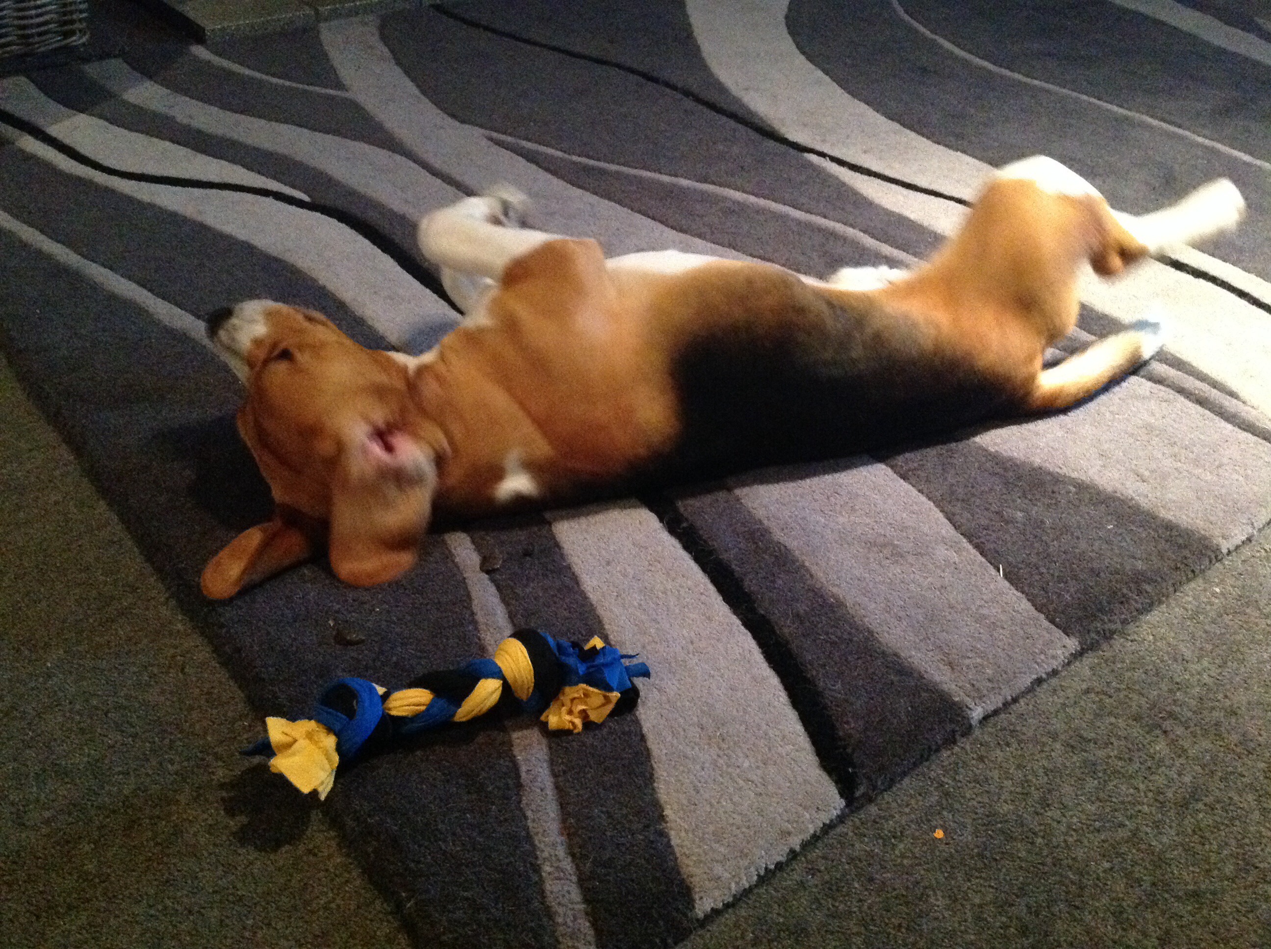 Recycled Tee-shirt Dog Toy