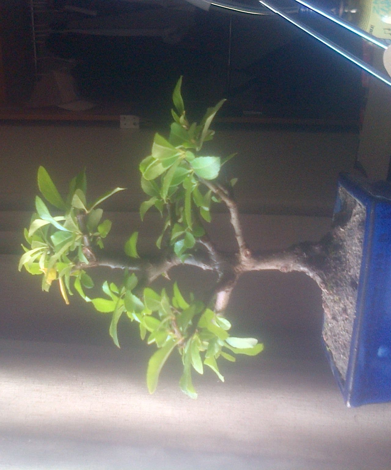 Starting a Bonsai Tree 