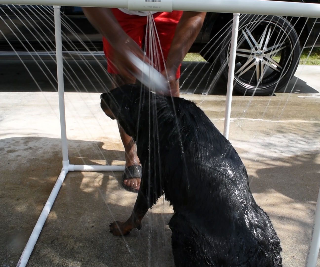 Outdoor Shower for Your Dog