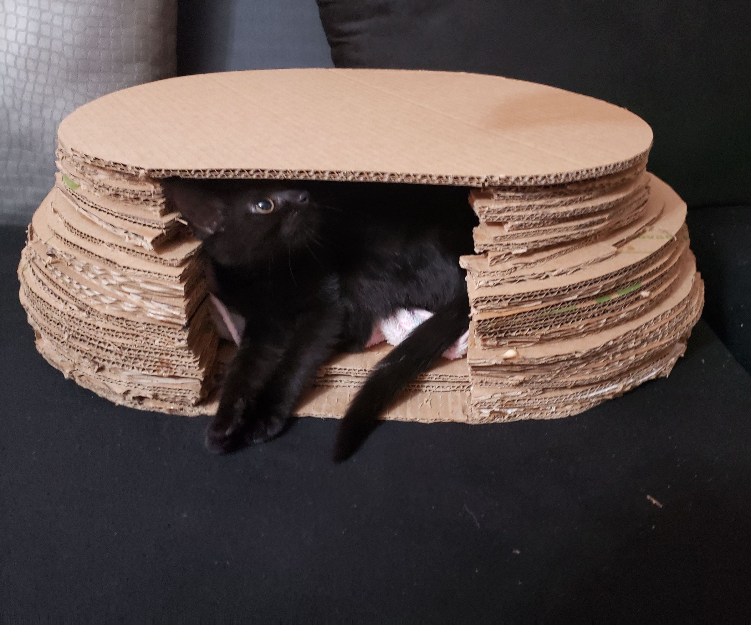How to Make Cardboard Cave for Your Cat