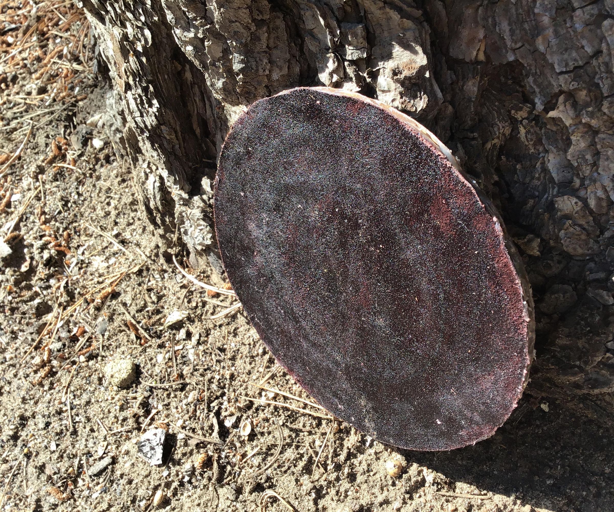 Simple Leather Frisbee