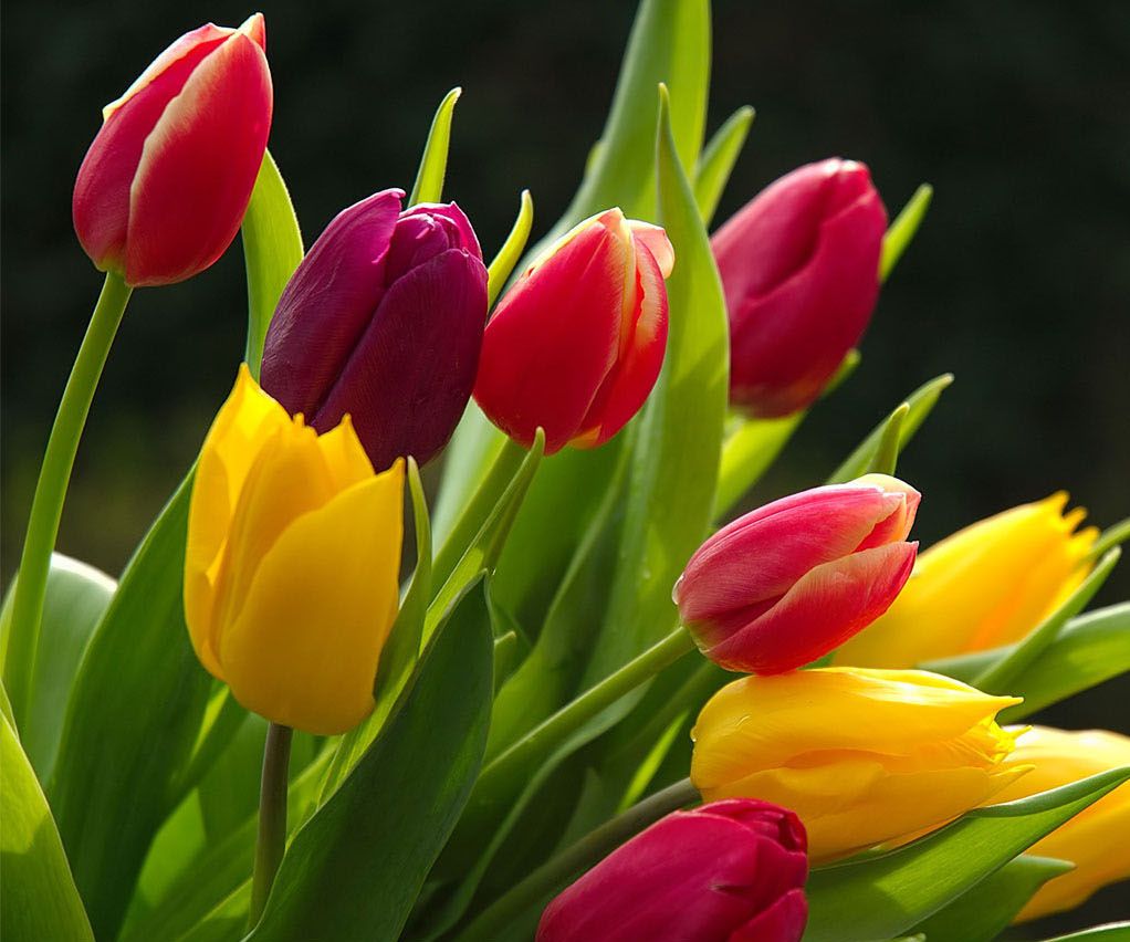 Where to Buy Flowers Online