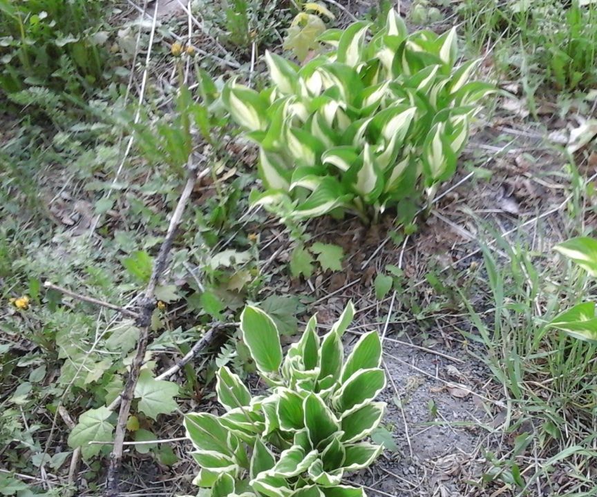 Using Denatonium Benzoate Solutions to Repel Animals in Gardens.