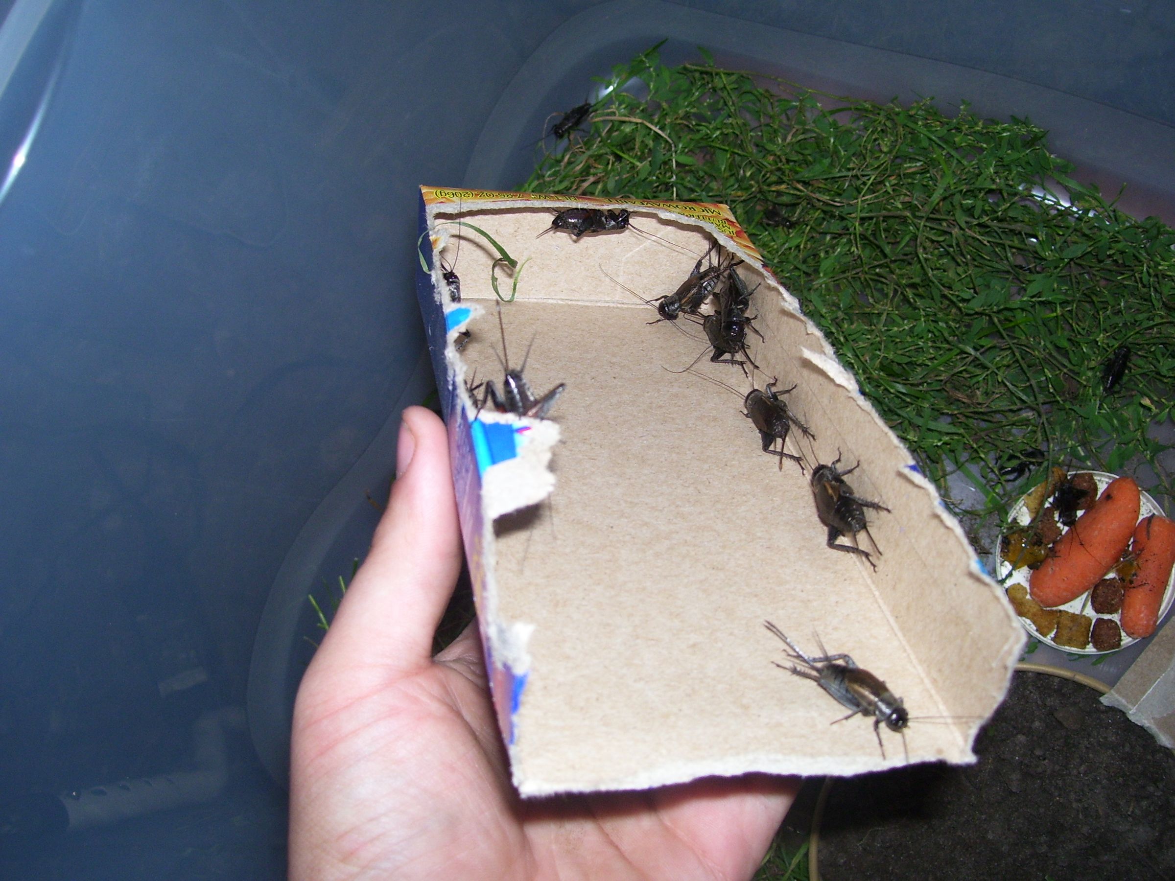 Cricket Breeding Pt. 1 6 Steps Instructables