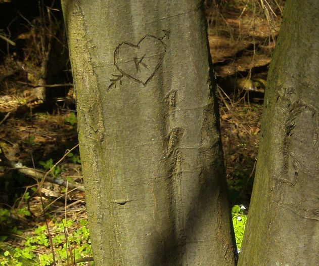 Digital Arborglyphs