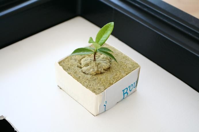 Hydroponics Grow Kits - NFT