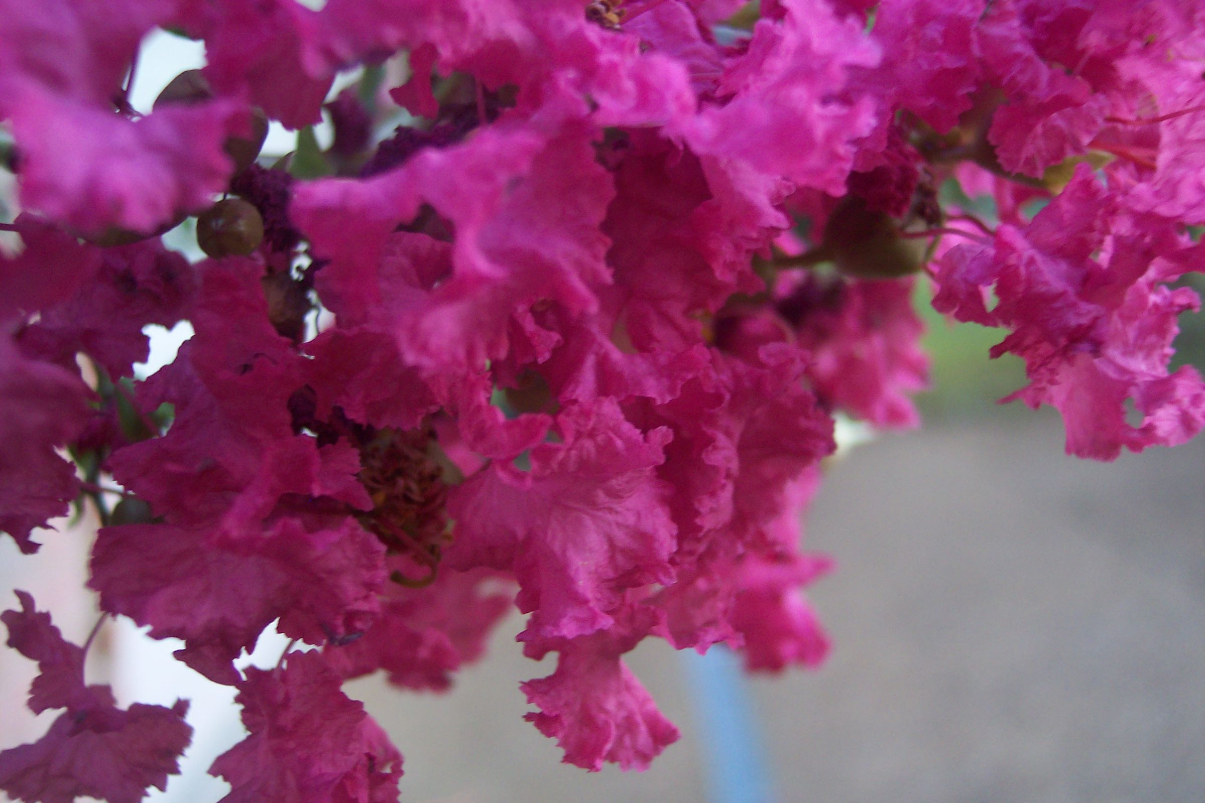Beautiful Flowers From My Garden