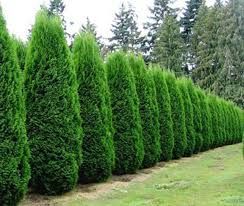 Finished Landscaping Projects Where We've Created the Perfect Privacy Hedges