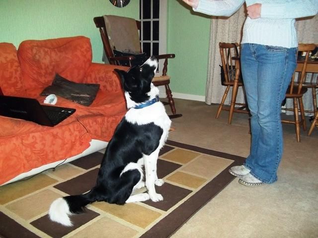 Home-made Dog Training Treats