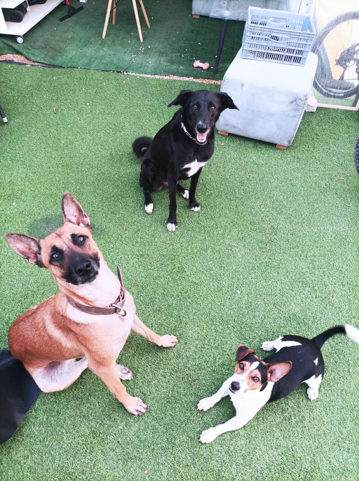 How to Raise a Dog 5 Steps Instructables