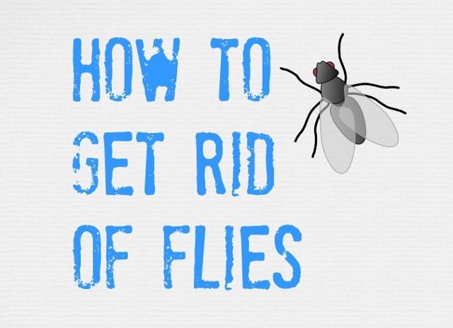 ULTIMATE Tips on How to Get Rid of Flies (inside and Outside)