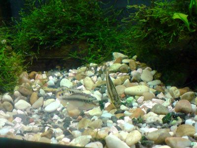 Cheap automatic aquarium feeder on the go.