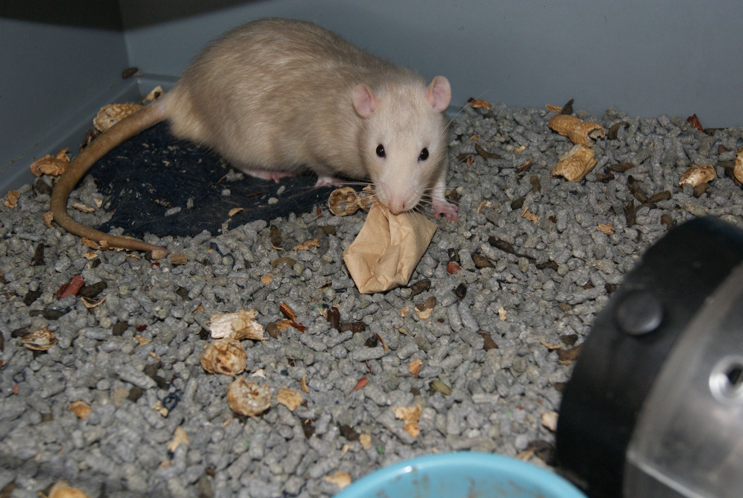 Safe and Healthy Rodent Pinata