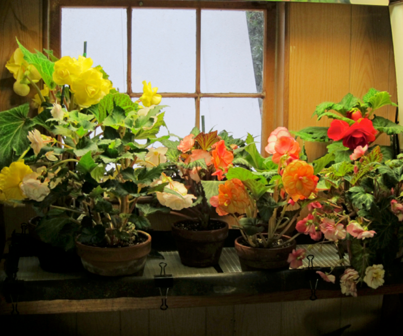 Flowering Plants Under Lights