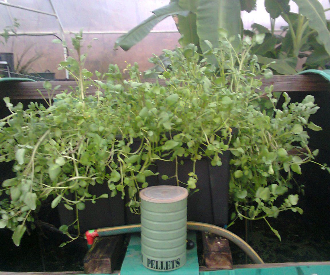 Aquaponics on a Recycled Water Tank With a Little Bit of New