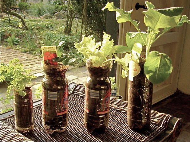 Plants Growing in Types of Bottles