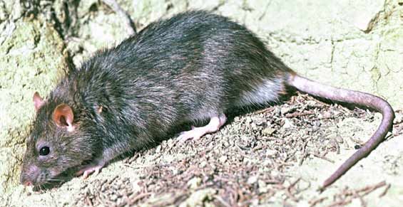 Eliminating Tree Rats : 13 Steps (with Pictures) - Instructables
