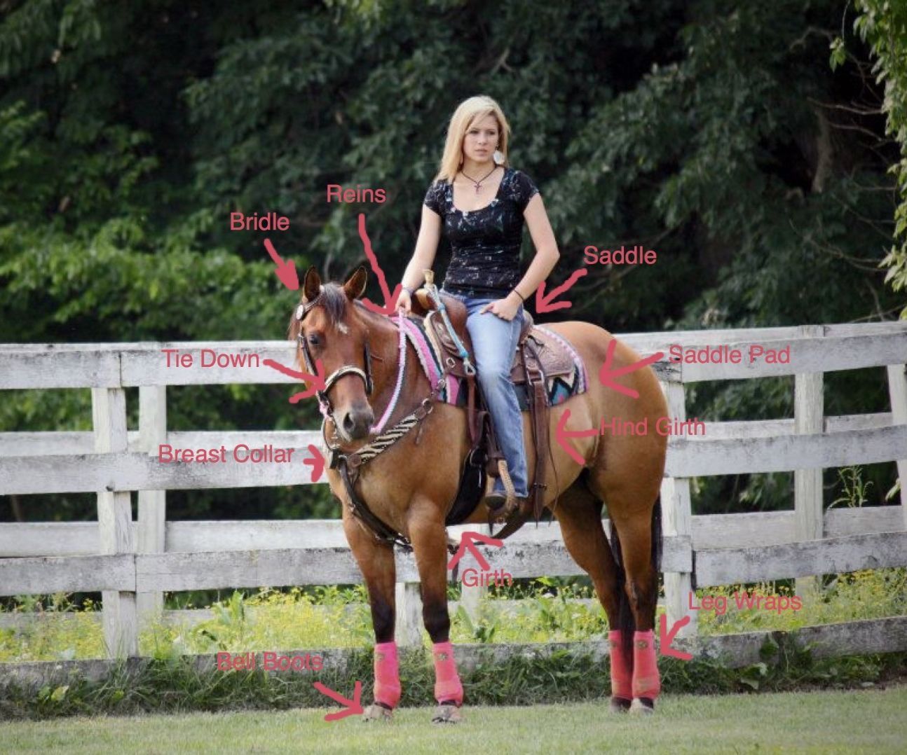 Saddling a Western Horse