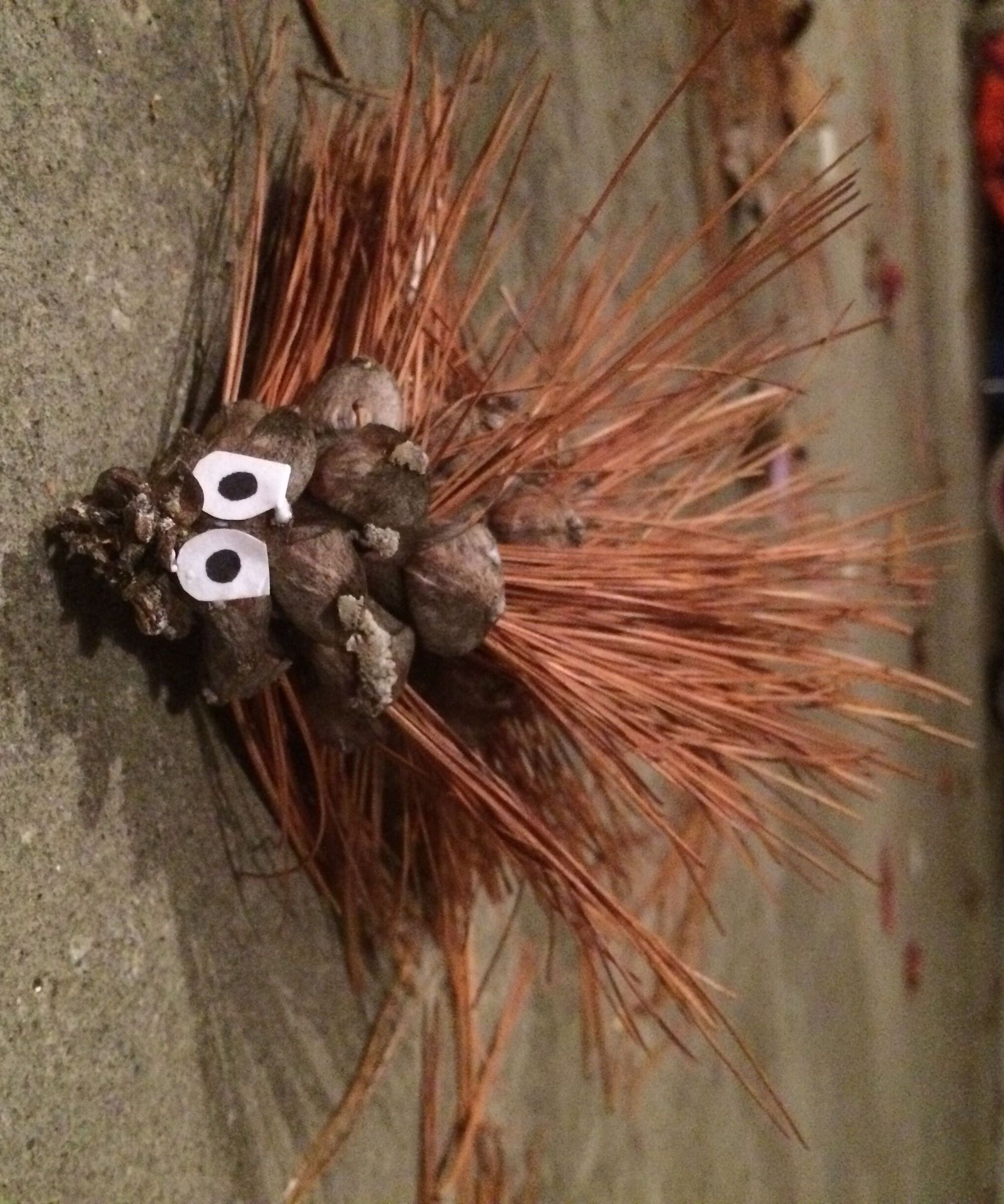 Porcupine Cones