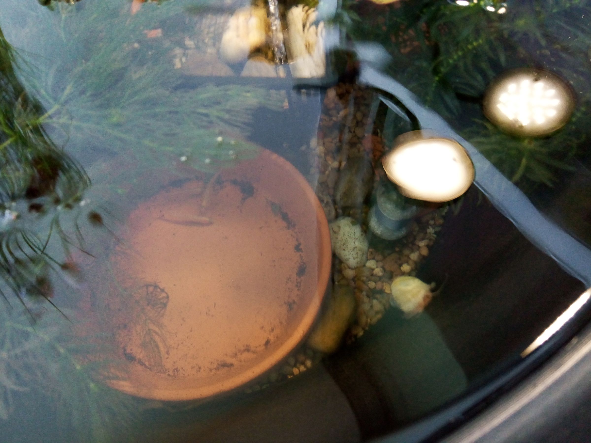 Patio Balcony Pond for Apartments and Condos 6 Steps (with Pictures) Instructables