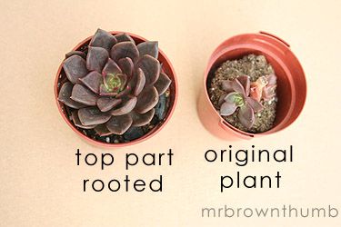 succulent moonstone Pachyphytum 'Pink Moonstone'