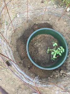 After-Planting Update