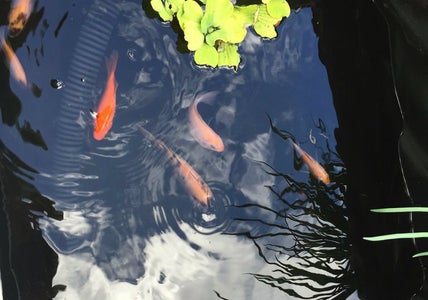 Getting the Fish