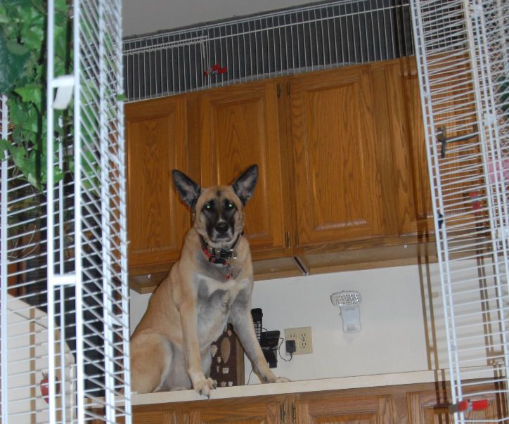Kennel Enclosure: Wire Closet Shelving & Cable Ties in Minutes, Flexible, Movable, Removable