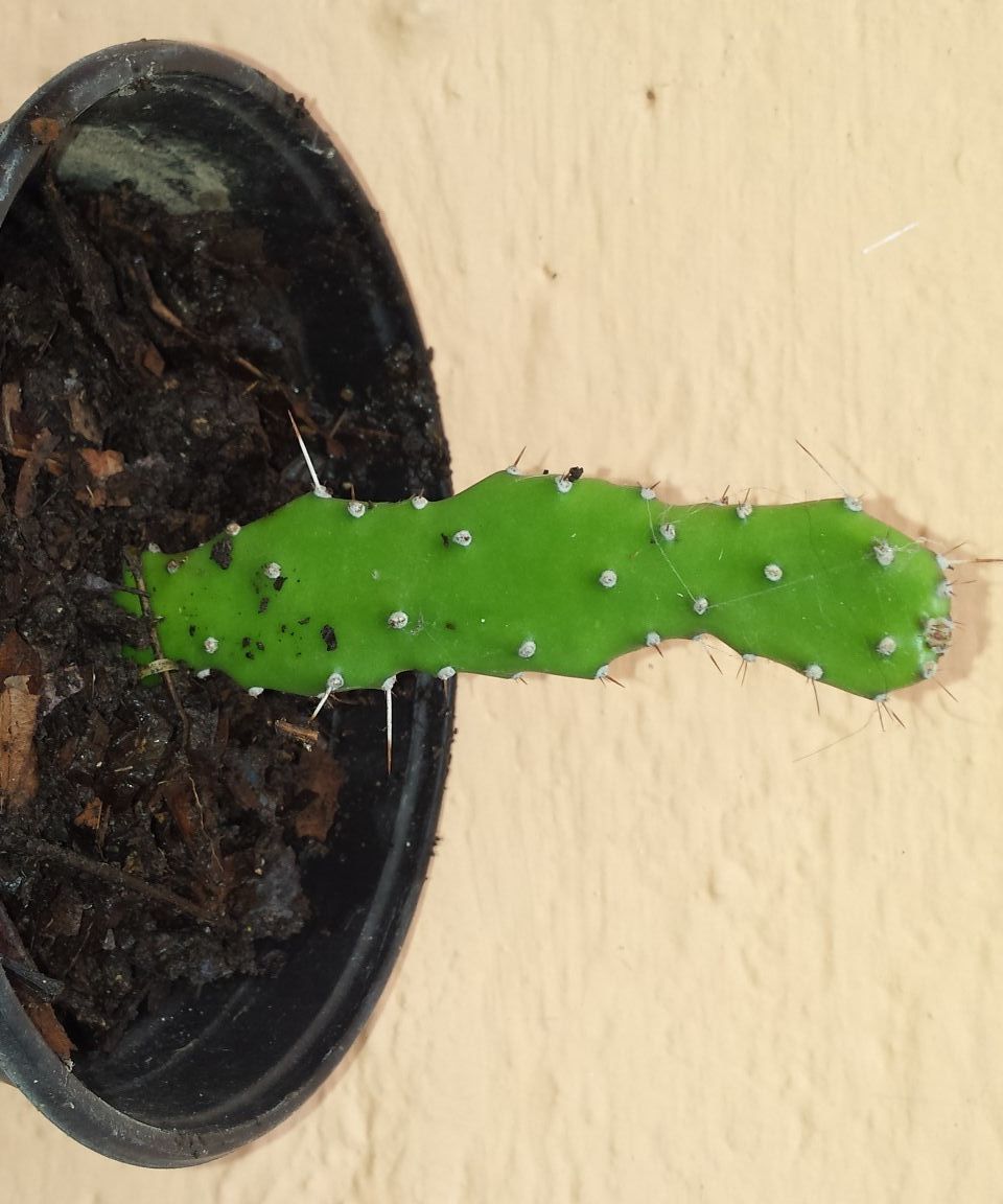 Easy Method Reproduce Cactus for FREE 7 Steps (with Pictures