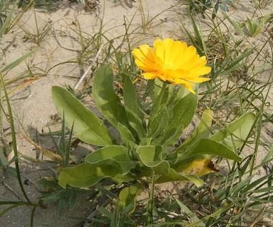 Calendula Salve for Eczema and Other Skin Issues 