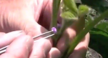 Remove Neighboring Buds or Open Flowers