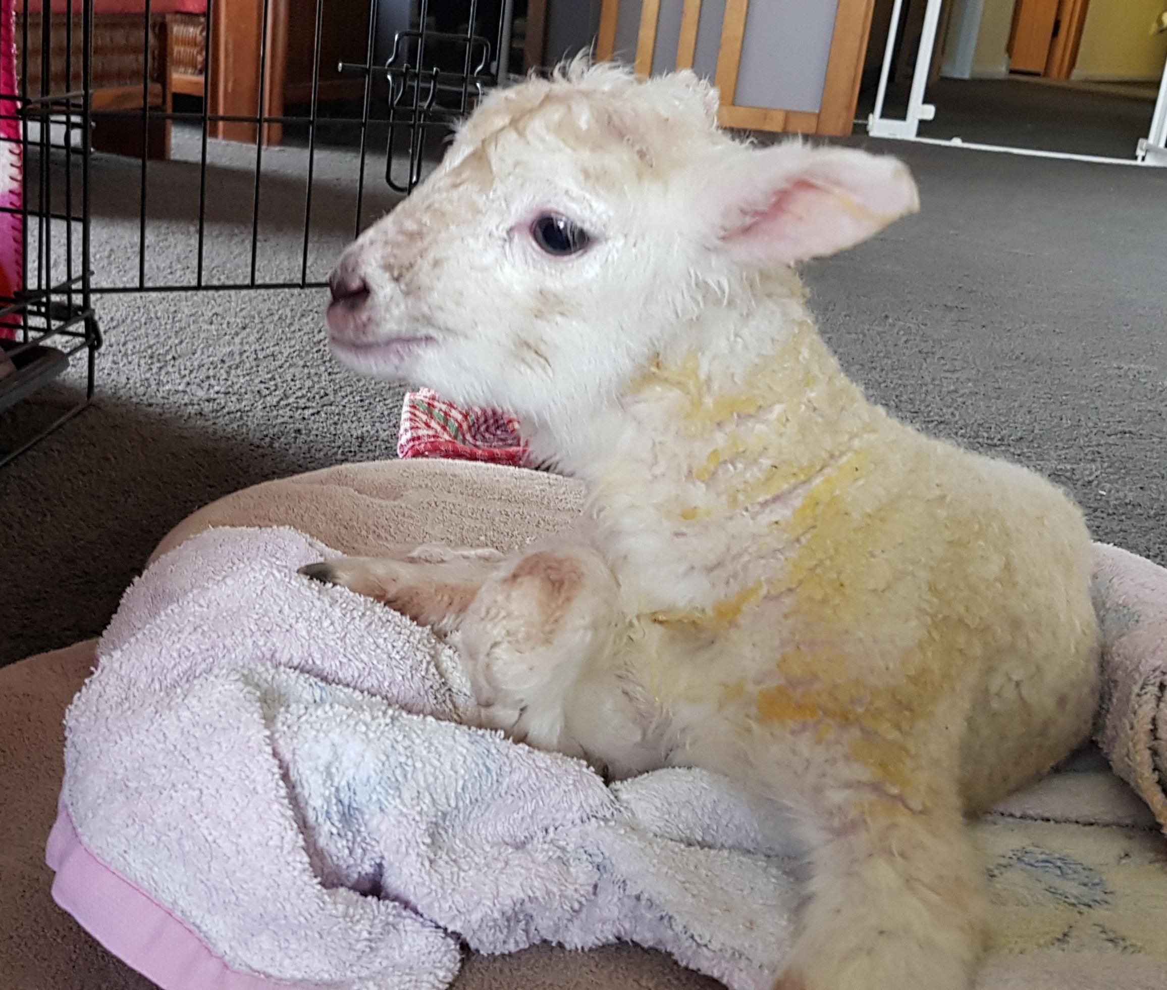 Raising Orphan Lambs 4 Steps (with Pictures) Instructables