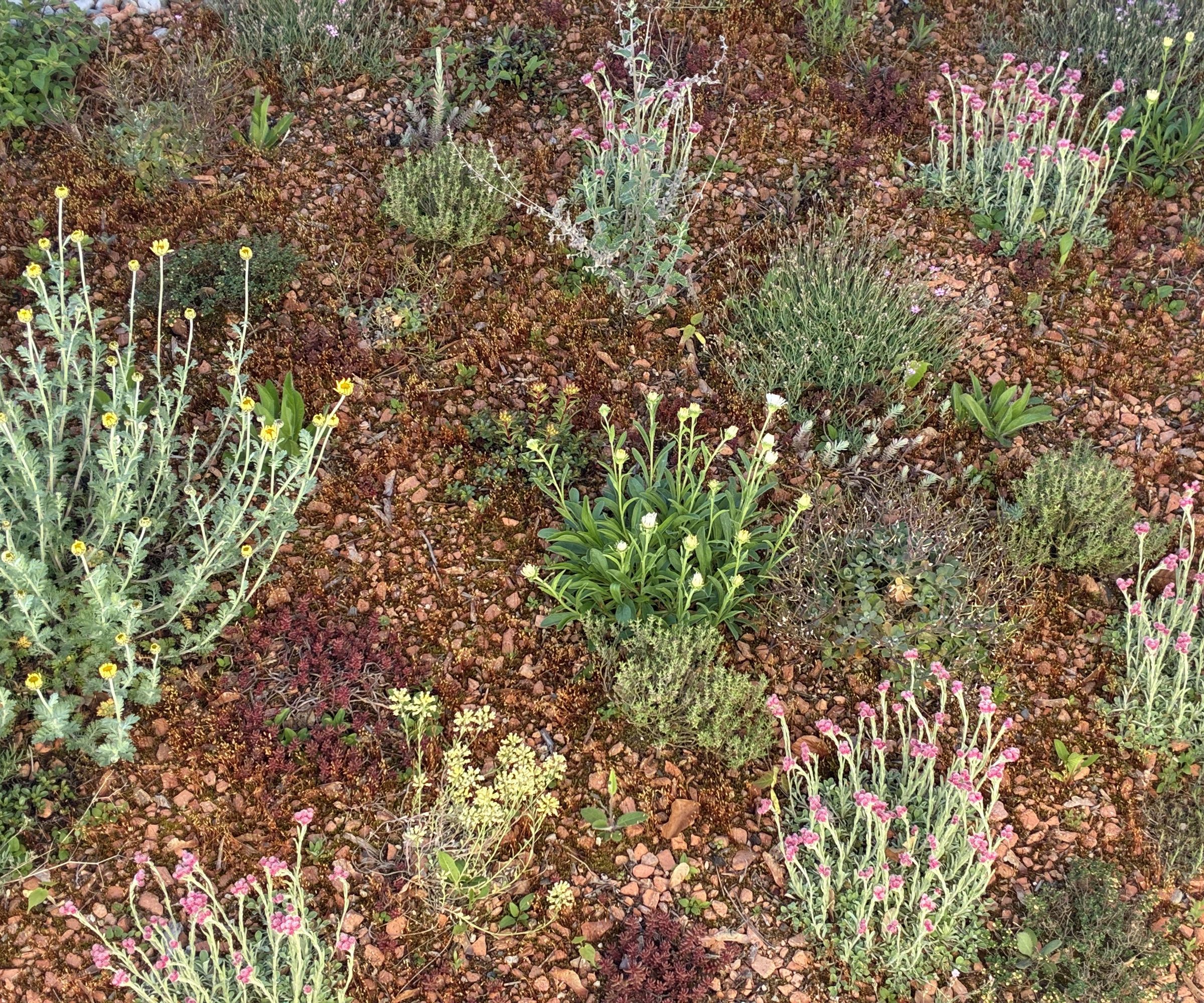 🌿🌸 “Bloom Above: Transforming a Garage Roof Into a Wildflower Haven” 🐝🏡