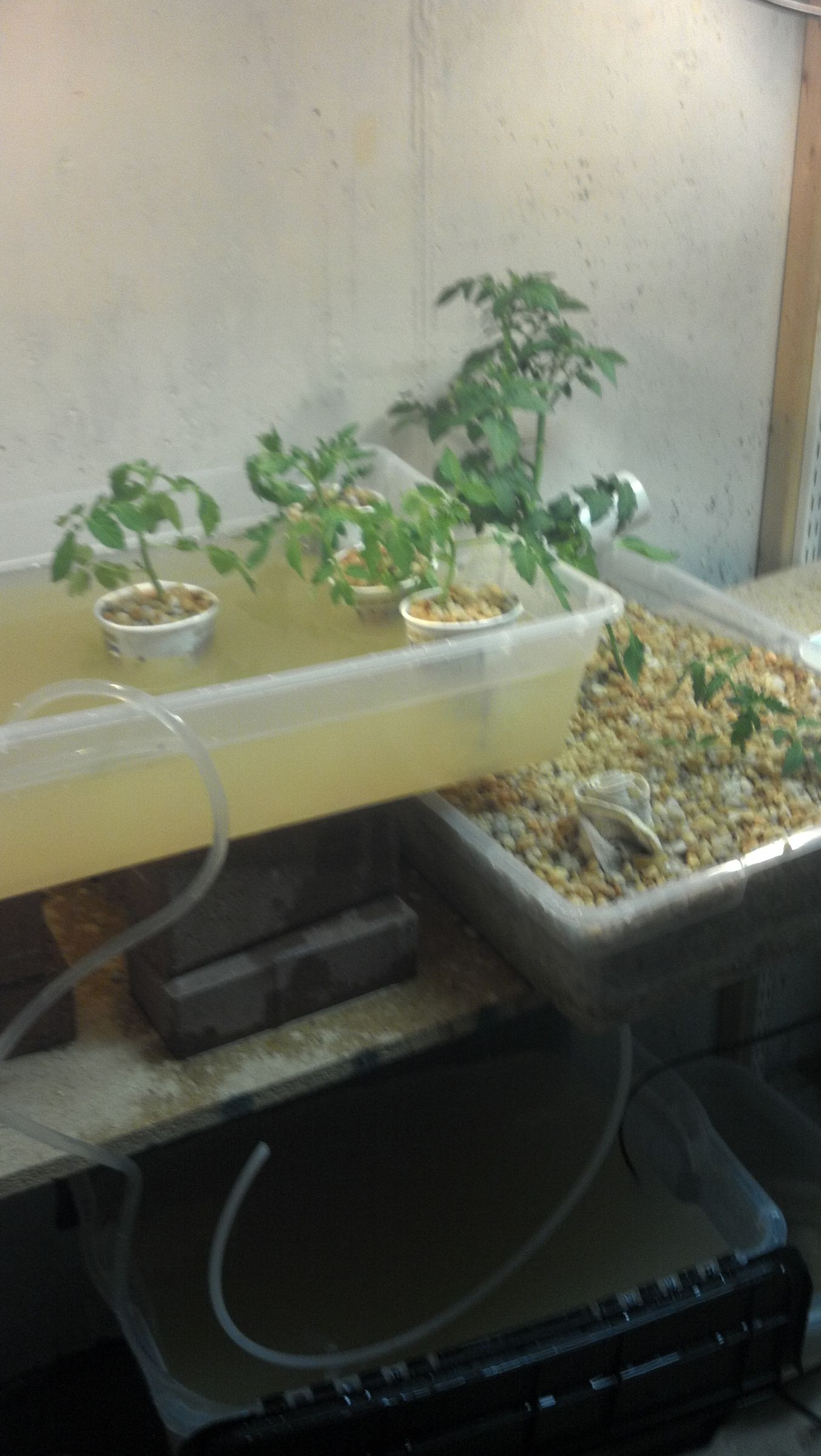 Mike's Second Aquaponics System