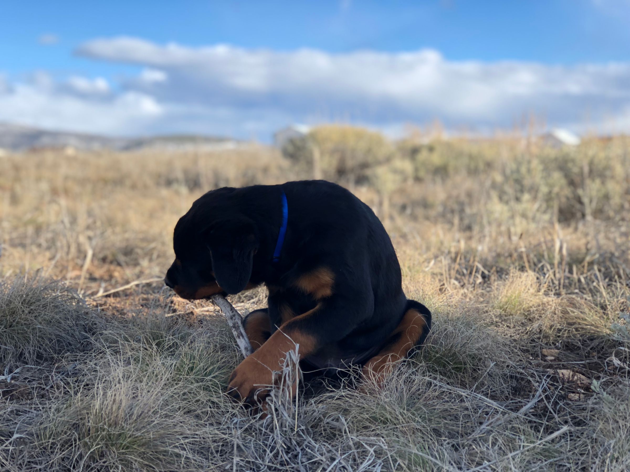 How to Puppy Proof Your Home 7 Steps (with Pictures) Instructables