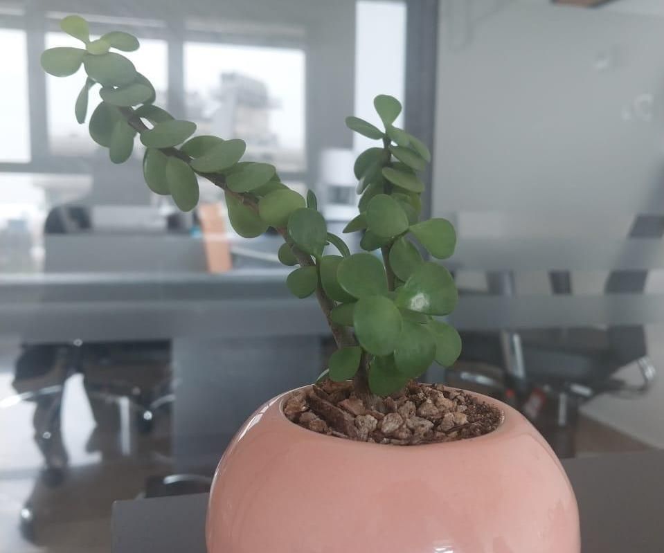 How to Care for Portulacaria Afra (Elephant Bush)