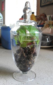 Layer 3: Add Your Plant