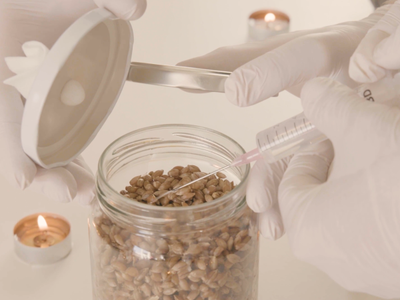 Grain Inoculation: Day 3