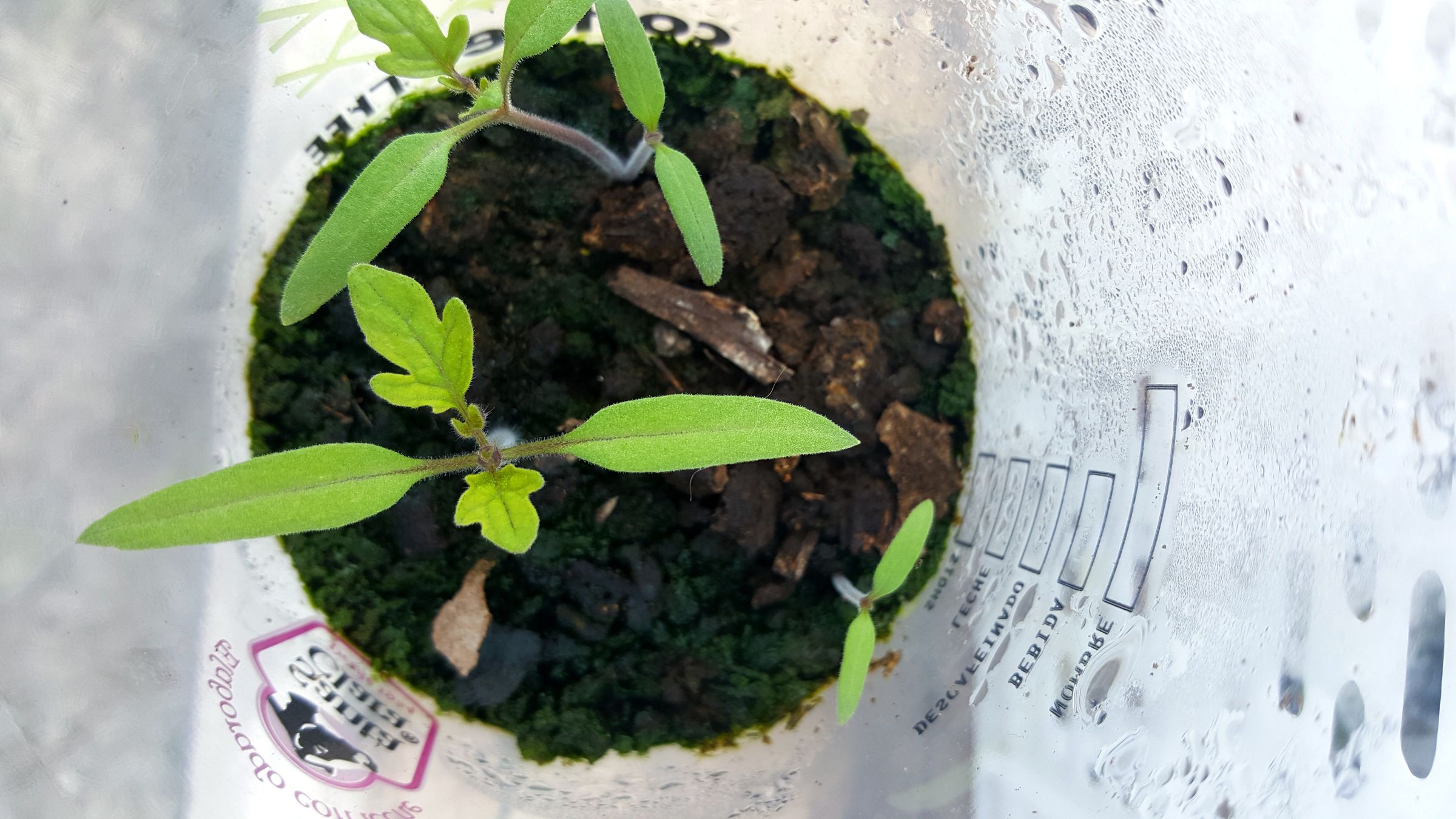 How to Make a Seedbed With Recycled Material 5 Steps (with Pictures