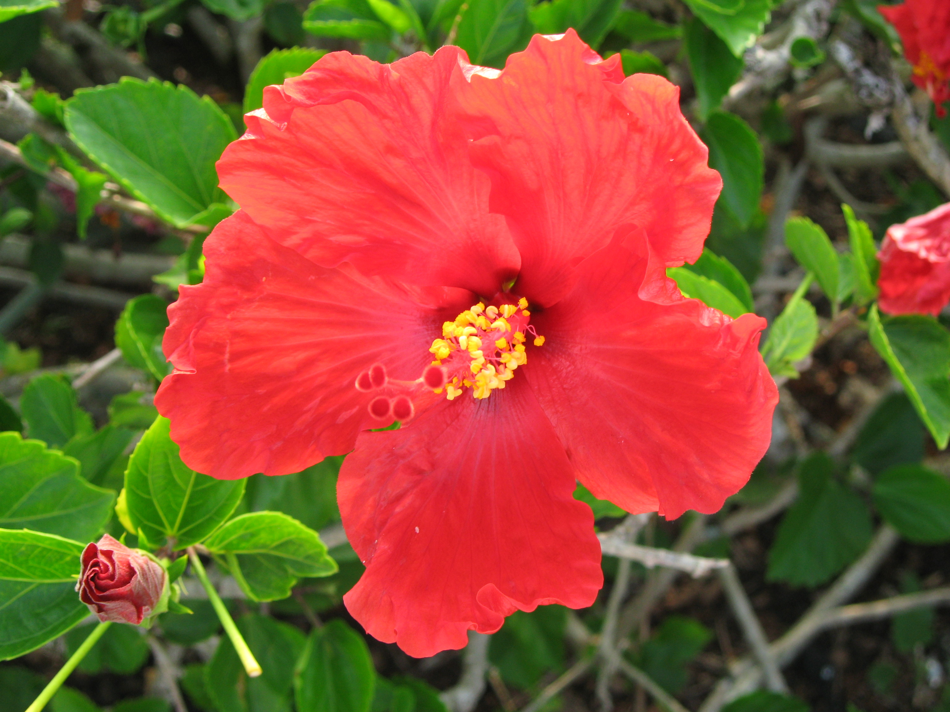 Home Made Fertiliser (Experiment)