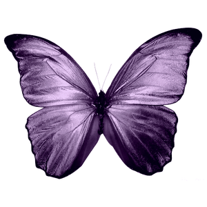 Making Your Butterfly + Animating