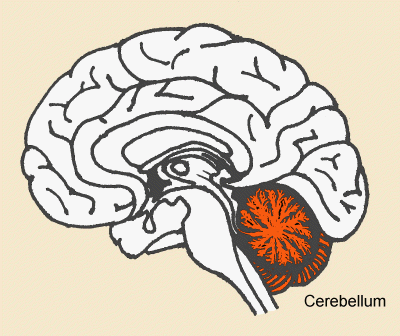 Cerebellum Function Screening