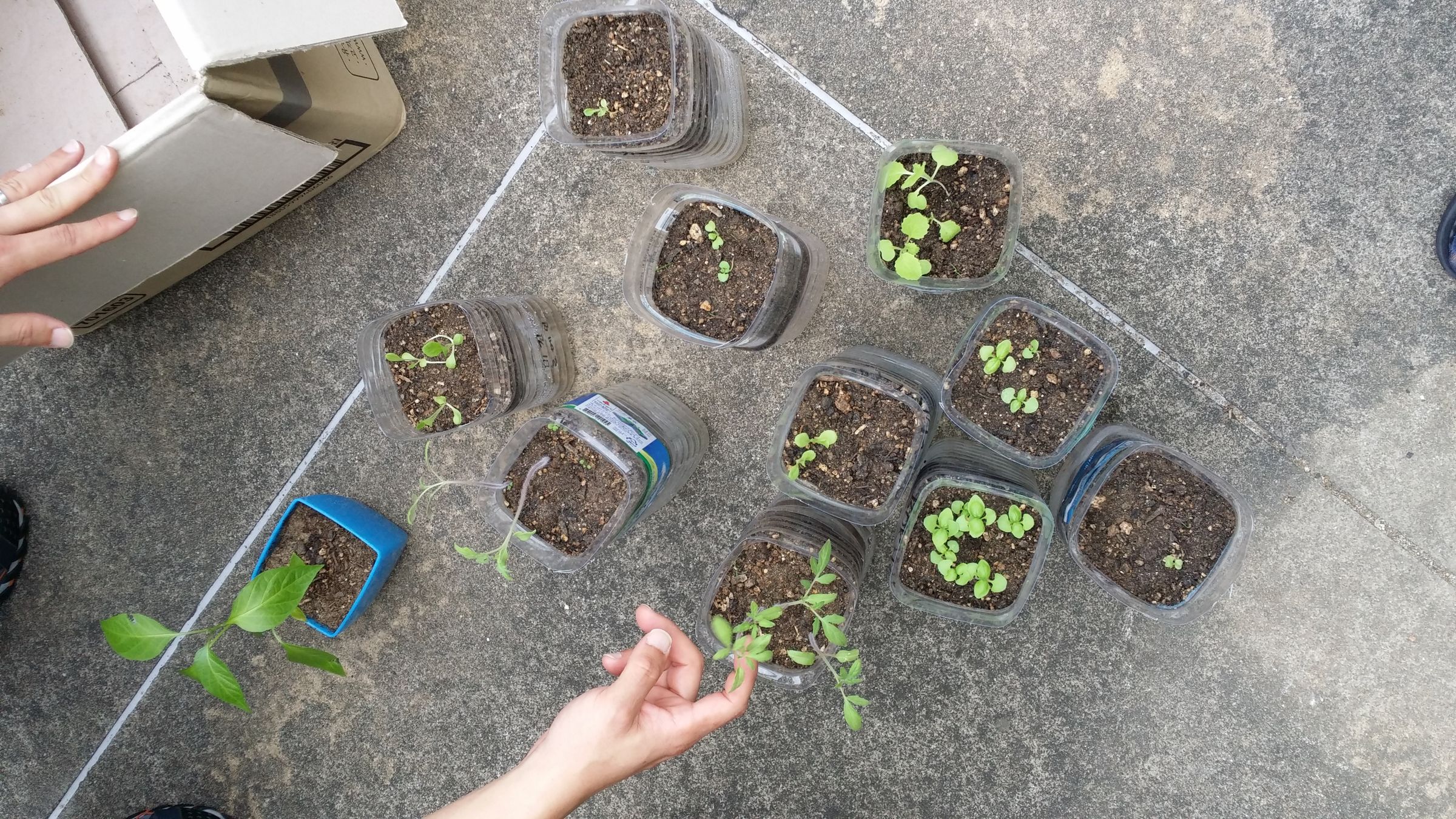 Replanting the Plants