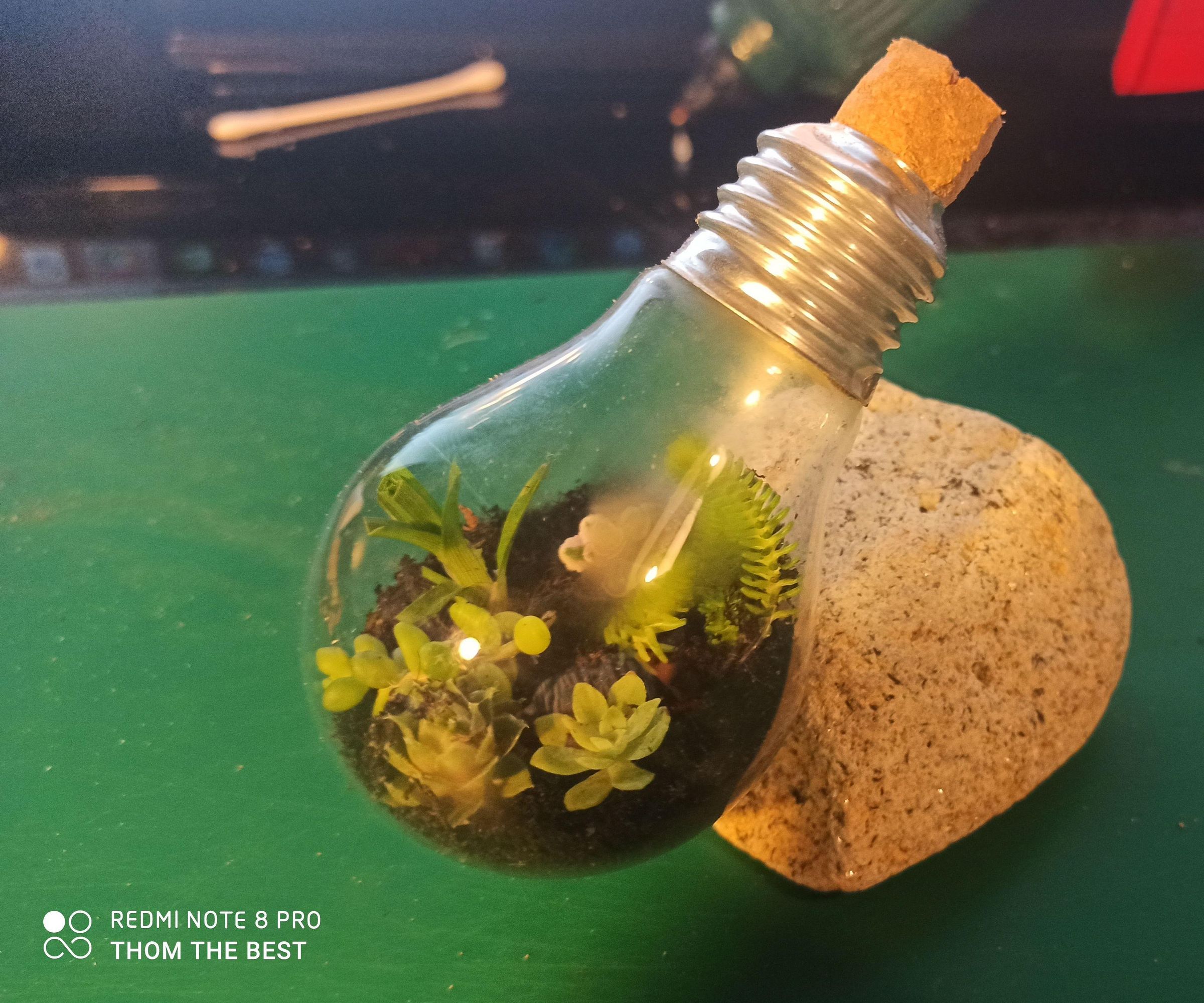 Terrarium Autonome Avec De La Récupération (une Vieille Ampoule Et Bouchon De Liège)