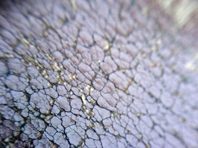 Take Awesome Macro Photos With Your Camera Phone and a Swiss Army Knife
