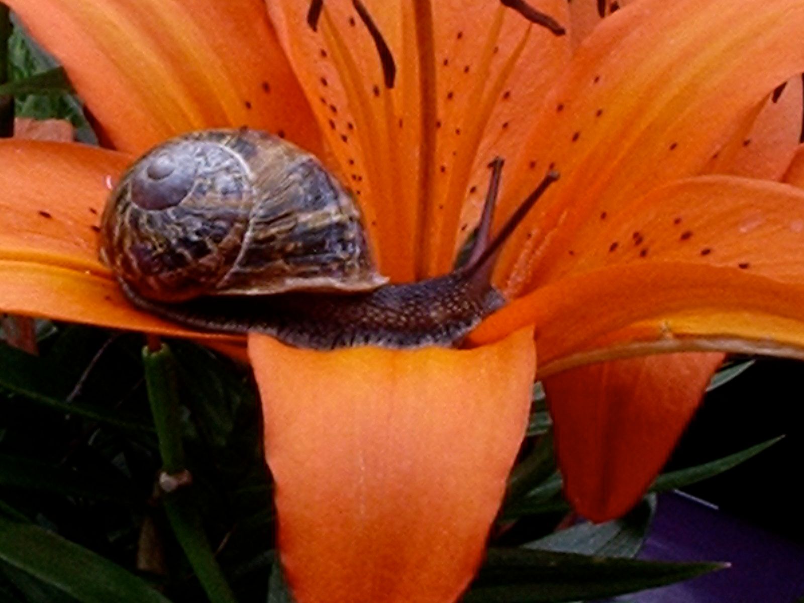 How to Get Rid of Snails and Slugs