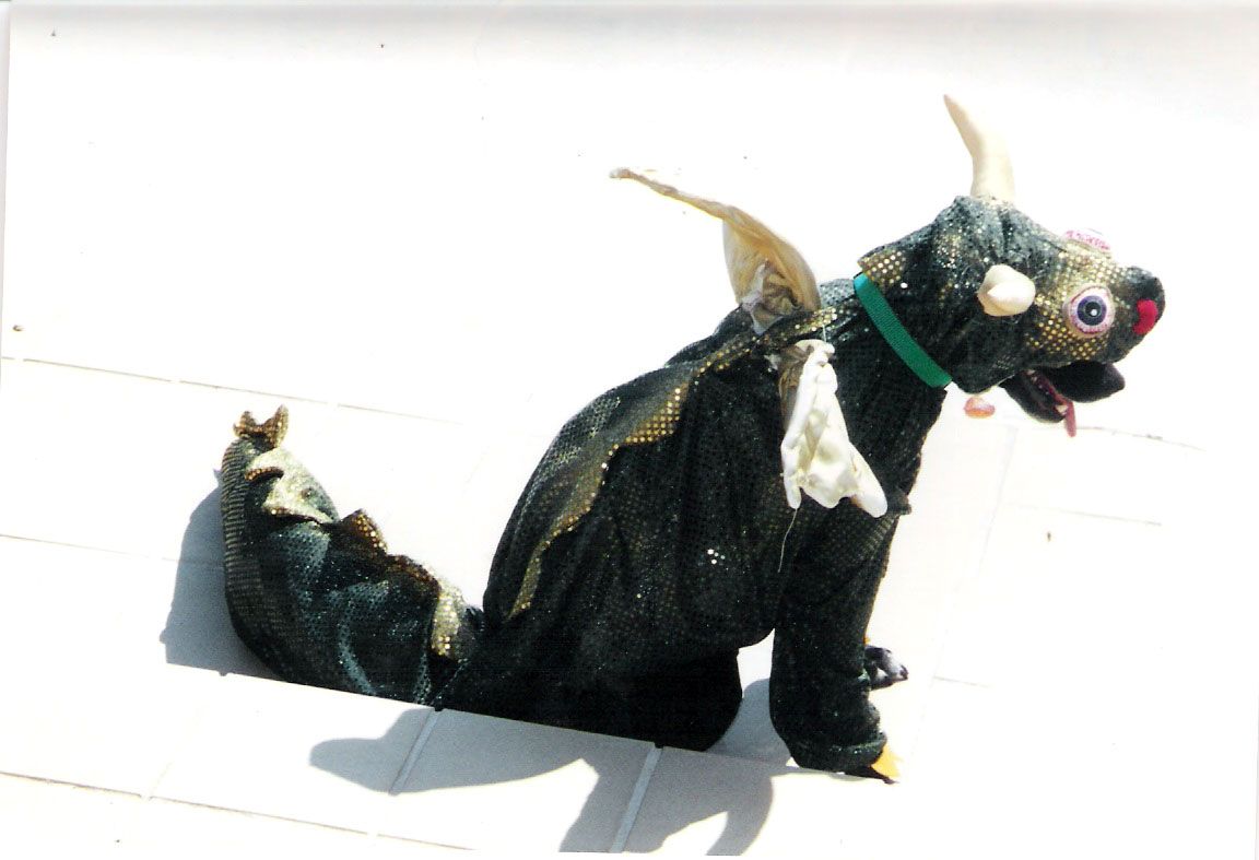 Dragon Dog