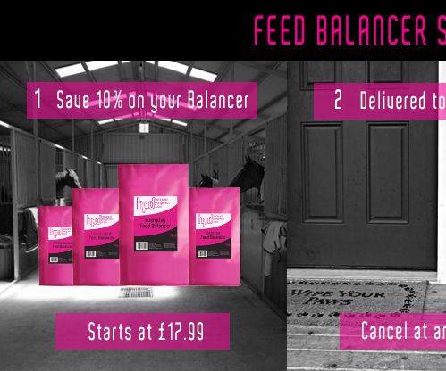 An Ultimate Guide to Horse Feed Balancer